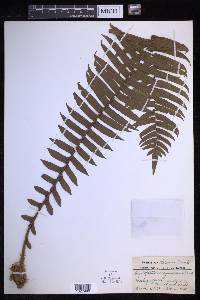 Cyclopeltis novoguineensis image