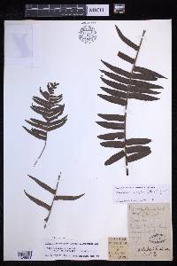 Nephrolepis brownii image