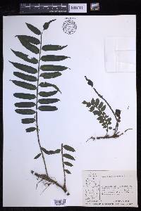 Lomariopsis sorbifolia image