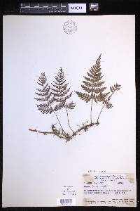 Davallia repens image