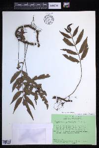 Davallia pentaphylla image