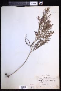 Davallia fejeensis image