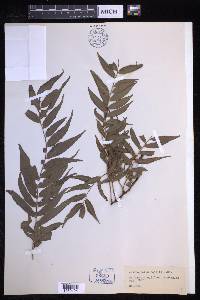 Arthropteris tenella image