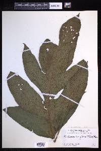 Hypoderris nicotianifolia image