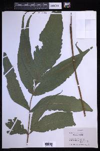 Tectaria mexicana image