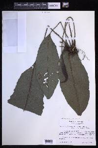 Dracoglossum plantagineum image