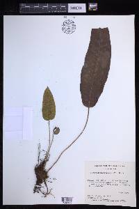 Elaphoglossum erinaceum image