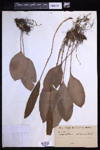 Elaphoglossum subcochleare image