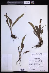 Elaphoglossum petiolatum image