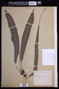Elaphoglossum scolopendrifolium image