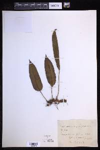 Elaphoglossum vagans image