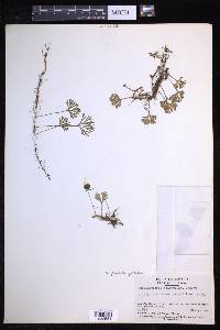 Elaphoglossum peltatum image