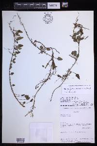 Elaphoglossum andreanum image