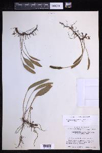 Elaphoglossum hartwegii image