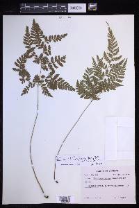 Polystichopsis lurida image