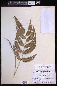 Phanerophlebia nobilis image