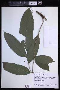 Mickelia nicotianifolia image