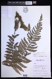 Polybotrya glandulosa image