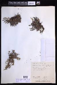 Polystichum spongiosum image