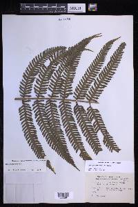 Stigmatopteris jamaicensis image