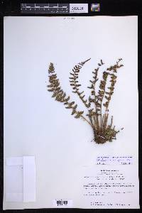 Polystichum spongiosum image