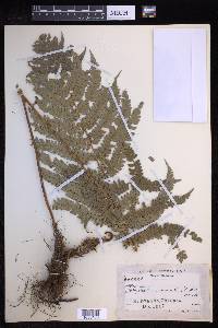 Polystichum muricatum image