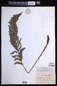 Polystichum polyphyllum image