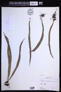 Lepisorus macrosphaerus image