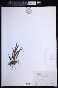 Lepisorus ussuriensis image
