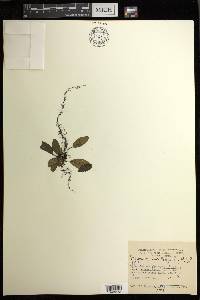 Diplazium cordifolium image