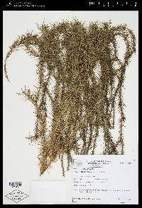 Phlegmariurus heterocarpus image
