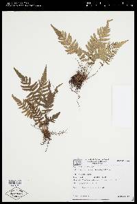 Polypodium riograndense image