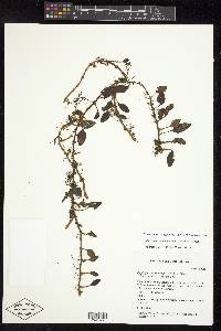 Elaphoglossum squamipes image