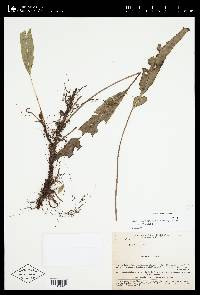 Elaphoglossum squarrosum image