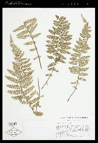 Asplenium ocoense image