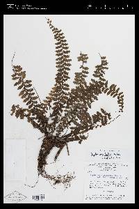 Asplenium hallii image