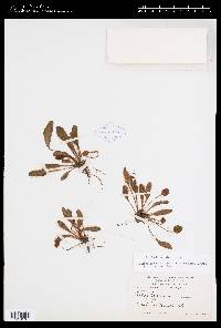 Elaphoglossum pusillum image