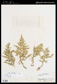 Selaginella flagellata image