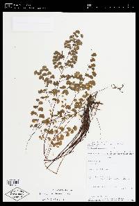 Adiantum chilense var. sulphureum image