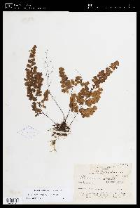 Adiantum raddianum image