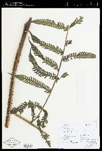 Cyathea leucolepismata image