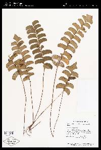 Lindsaea falcata image