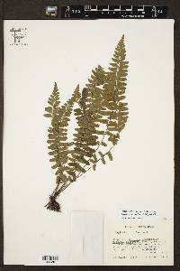 Asplenium pulchellum image