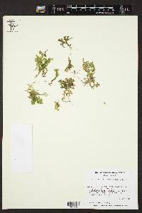 Selaginella subrugosa image