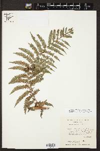 Dicksonia karsteniana image