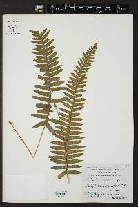 Polypodium plesiosorum image