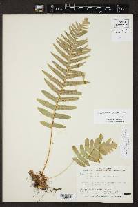 Polypodium colpodes image