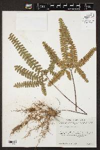 Adiantum patens image