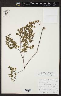 Adiantum andicola image