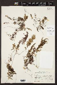 Hymenophyllum polyanthos image